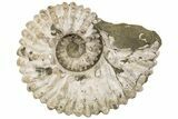 Bumpy Ammonite (Douvilleiceras) Fossil - Madagascar #200346-1